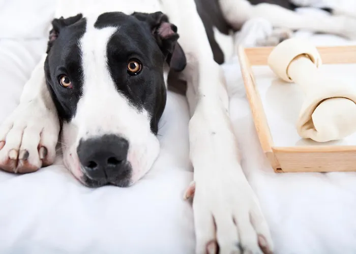 راديسون بلو بارك هوتل، أوسلو فندق فورنيبيو